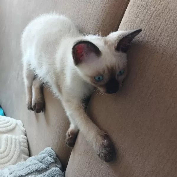 2 Kardeşler Safkan Siyam Kedisi