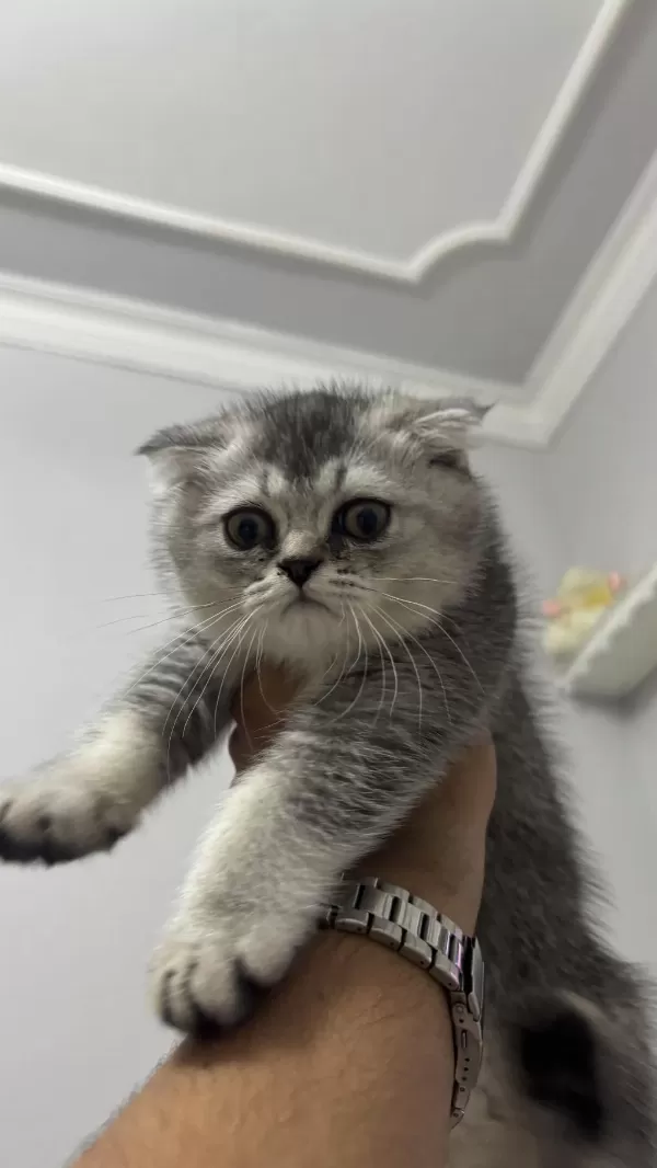 75 Günlük Scottish Fold Oğlumuz Yeni Yuvasını Arıyor