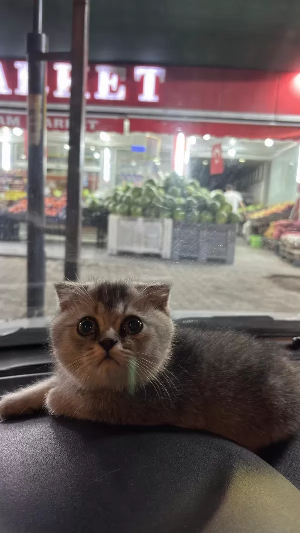75 Günlük Scottish Fold Oğlumuz Yeni Yuvasını Arıyor