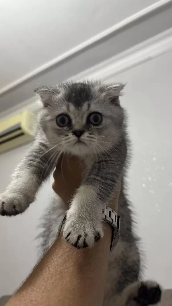 75 Günlük Scottish Fold Oğlumuz Yeni Yuvasını Arıyor