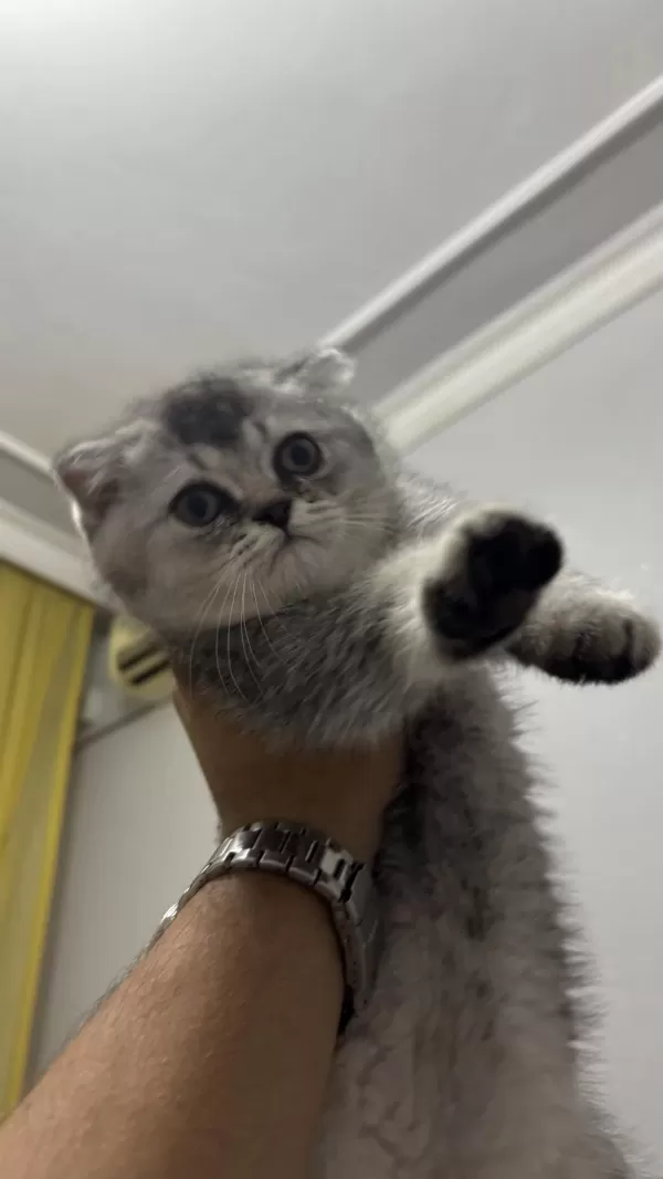 75 Günlük Scottish Fold Oğlumuz Yeni Yuvasını Arıyor