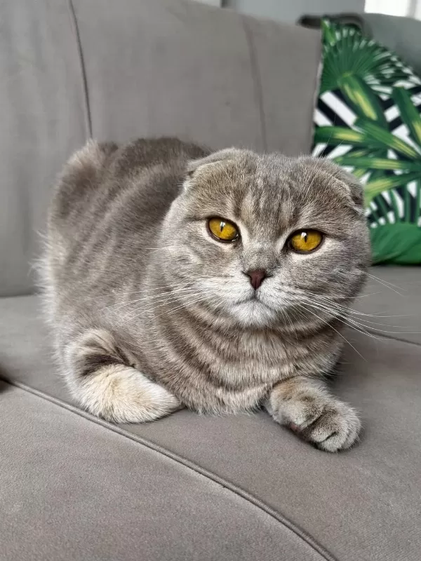 10 Aylik Scottish Fold Erkek