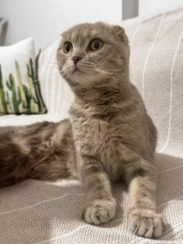 10 Aylik Scottish Fold Erkek