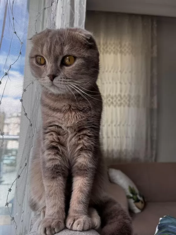 10 Aylik Scottish Fold Erkek