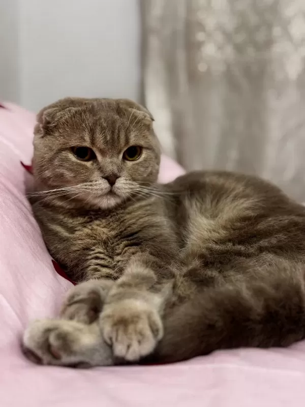 10 Aylik Scottish Fold Erkek