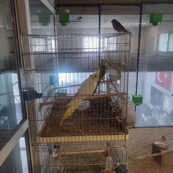 Çift Sultan Papağanı
