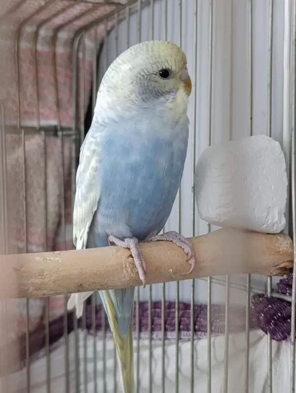 Sağlıklı Muhabbet Kuşu Takım