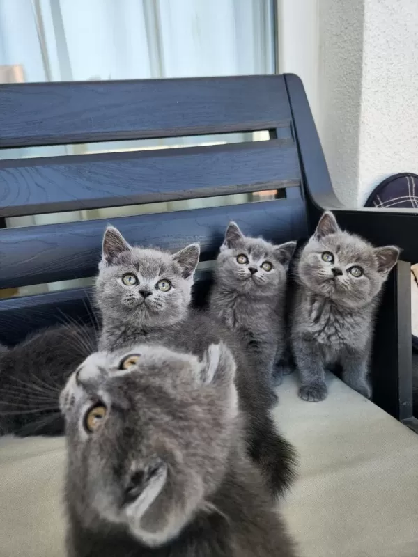 Bir Kucak Dolusu Mutluluk Kediler