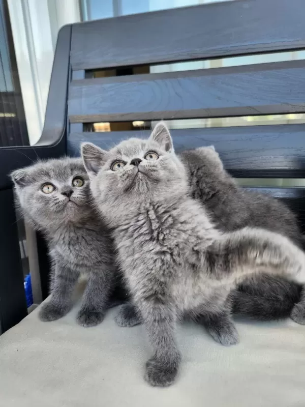Bir Kucak Dolusu Mutluluk Kediler