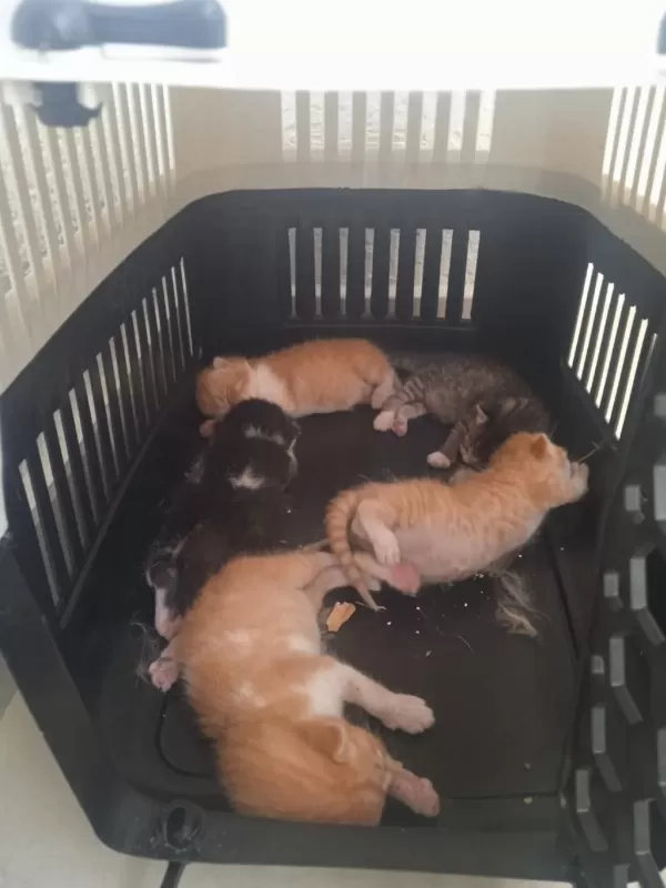 Sağlıklı Acil Yuva Kedilere