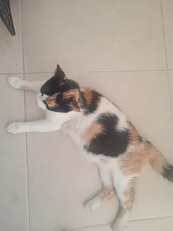 Sağlıklı Acil Yuva Kedilere