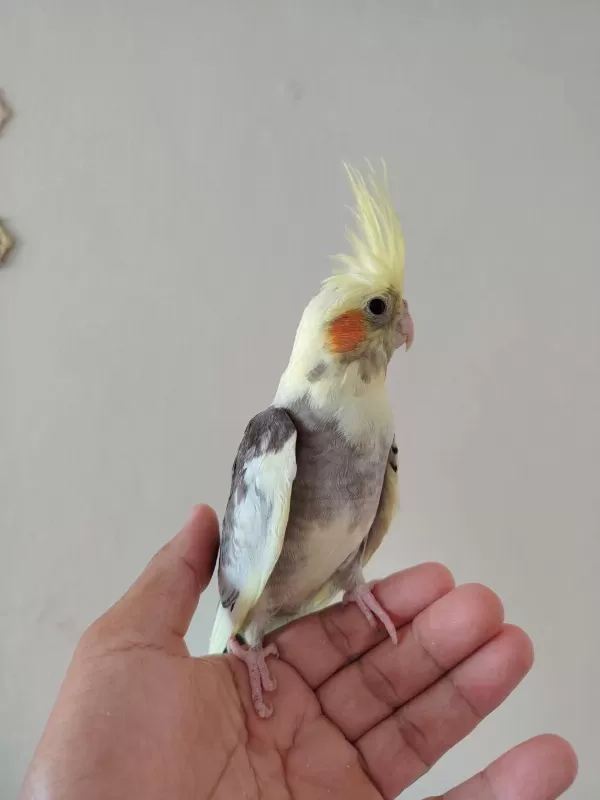 Bebek Sultan Papağanı