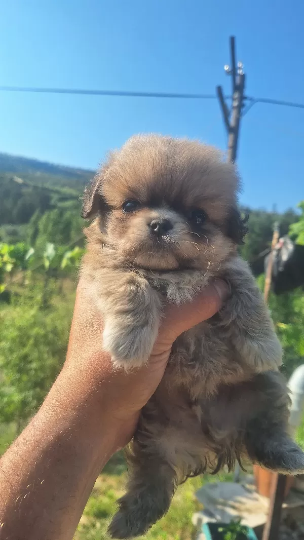 Orijinal pekinez tuvalet eğitimili erkek