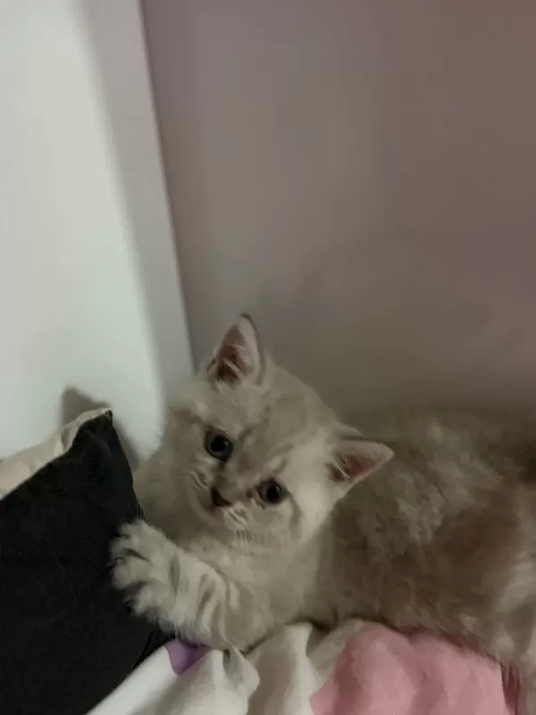 (uygun) Lynx Point British Shorthair Yavrular