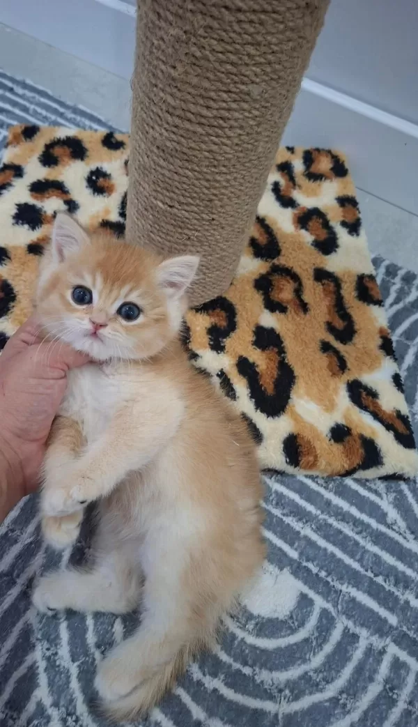 Safkan British Shorthair Yavrularımız (uygundur)
