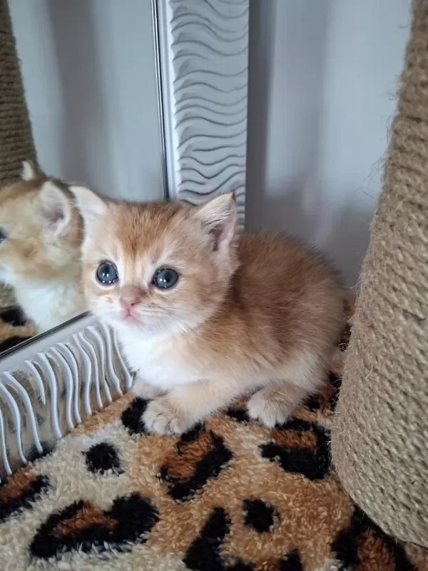 Safkan British Shorthair Kediler (uygundur)