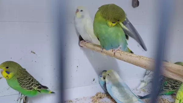 Yeni Yeme Düşmüş Muhabbet Kuşu Yavrular