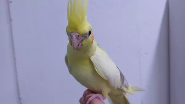 Ele Aşık Yavru Sultan Papağanı