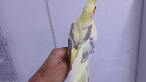 Ele Aşık Yavru Sultan Papağanı