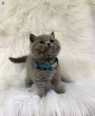British Shorthair Yavrularımız