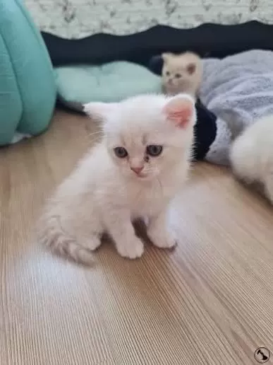 British Shorthair Yavrularımız