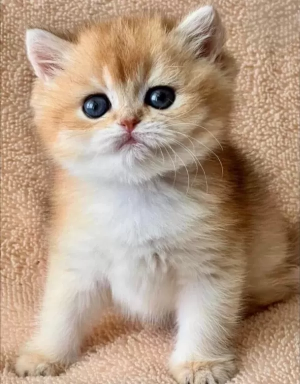 Kusursuz Güzelliğiyle Golden Ny12 British Shorthair
