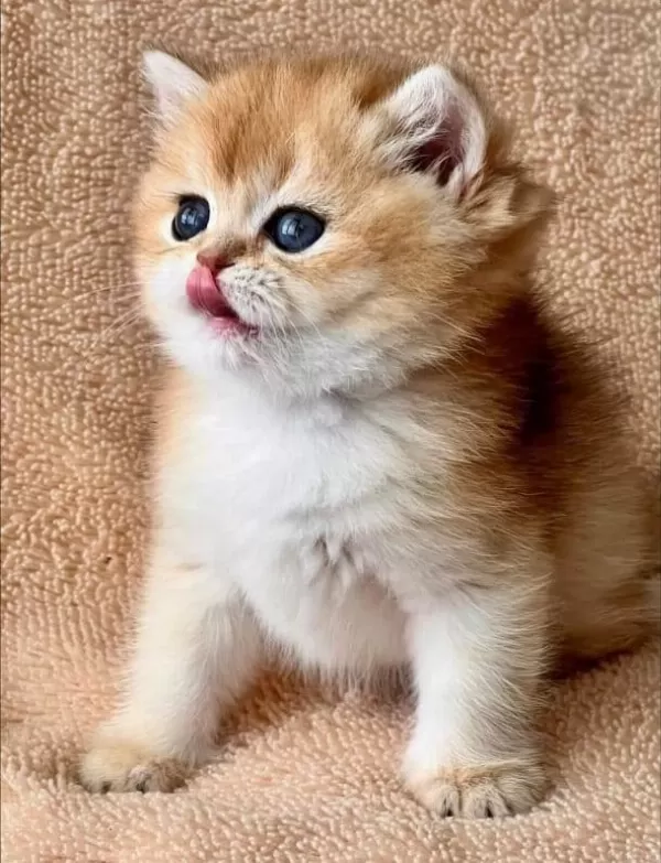 Kusursuz Güzelliğiyle Golden Ny12 British Shorthair
