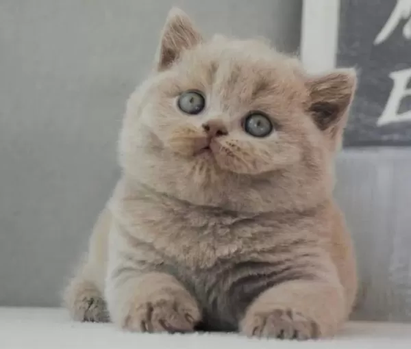 En Özel Lilac British Shorthair