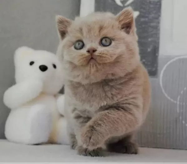 En Özel Lilac British Shorthair