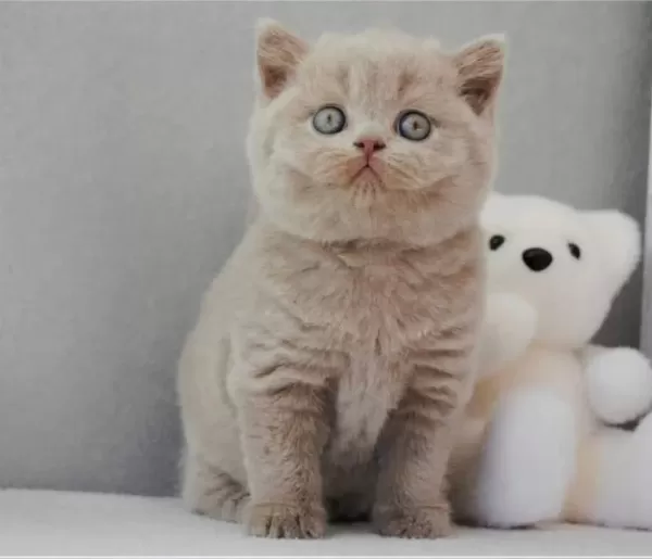 En Özel Lilac British Shorthair