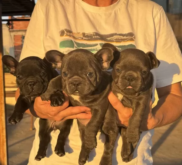 Kaliteli Kan Hattına Sahip French Bulldog Yavruları