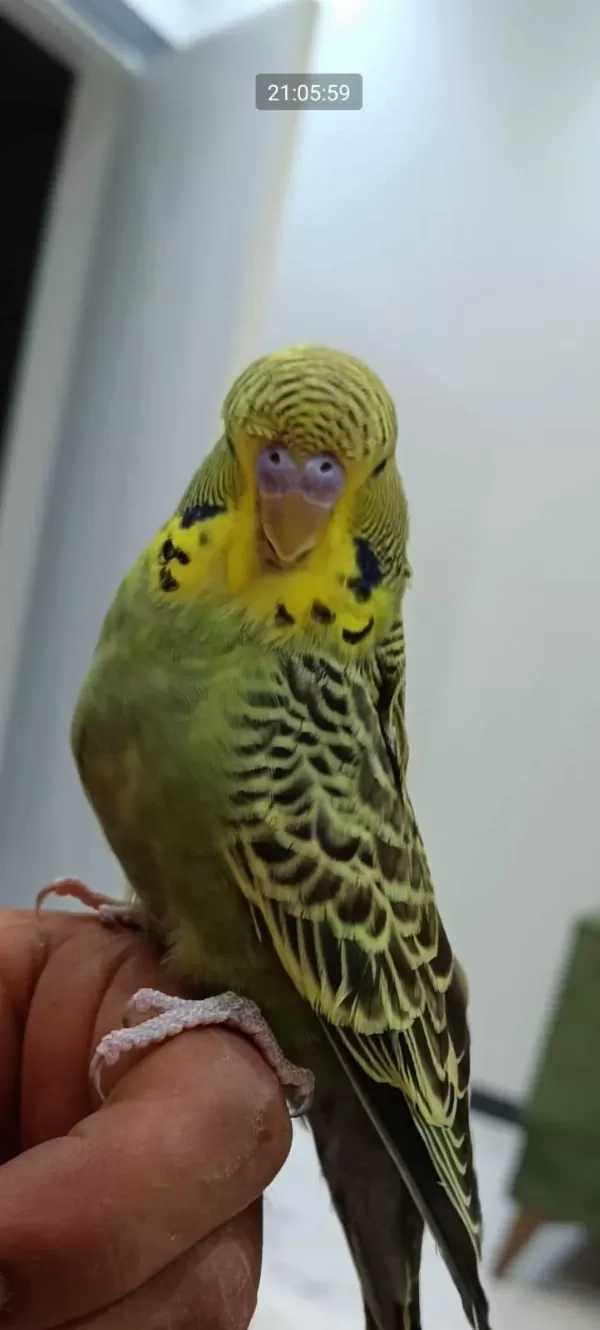 Ele Omuza Alıştımalık Muhabbet Kuşlarımız