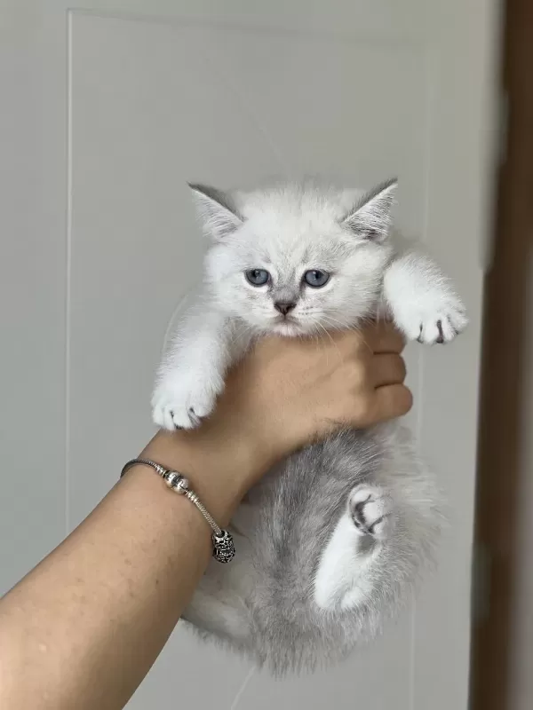 Sosyal Hemen Teslim British Shorthair Yavrum