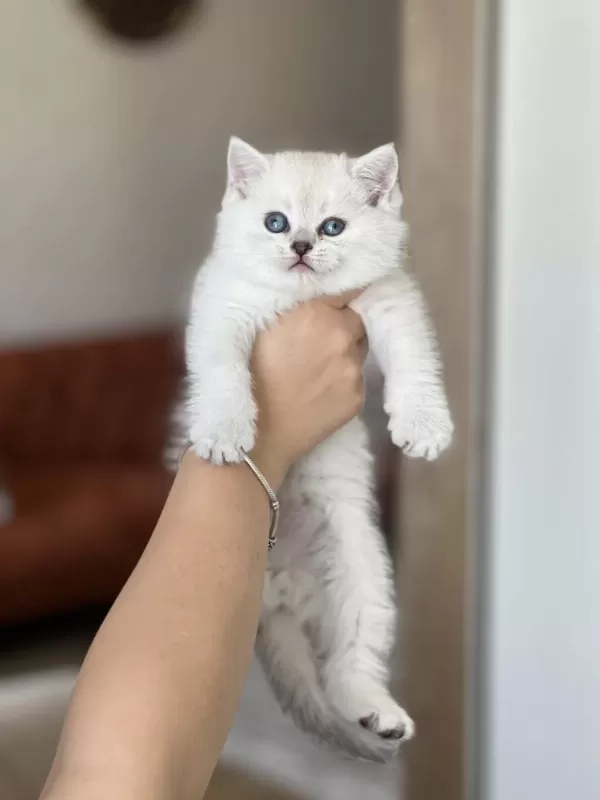 Evinizin Neşesi British Shorthair Silver Point