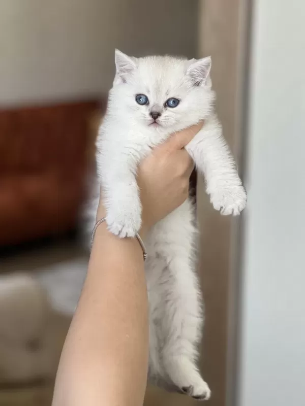 Evinizin Neşesi British Shorthair Silver Point