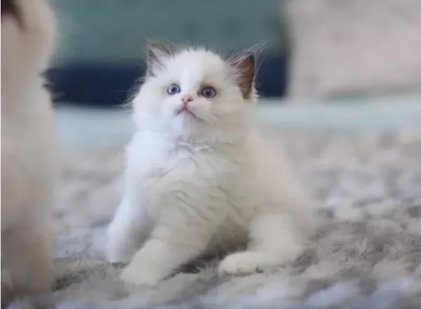 Türkiyenin En Değerli Kedisi Ragdoll