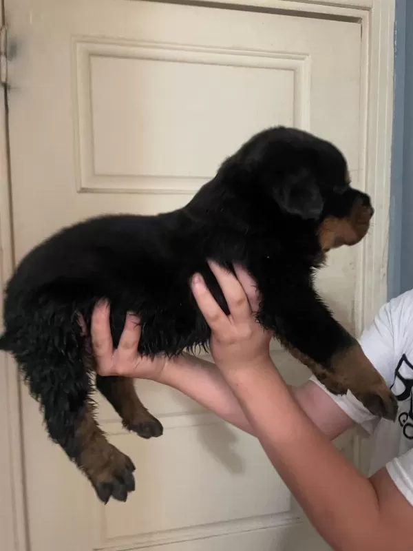 Son 2 Erkek Yavru Rottweiler İrtibata Gecebilirsiniz
