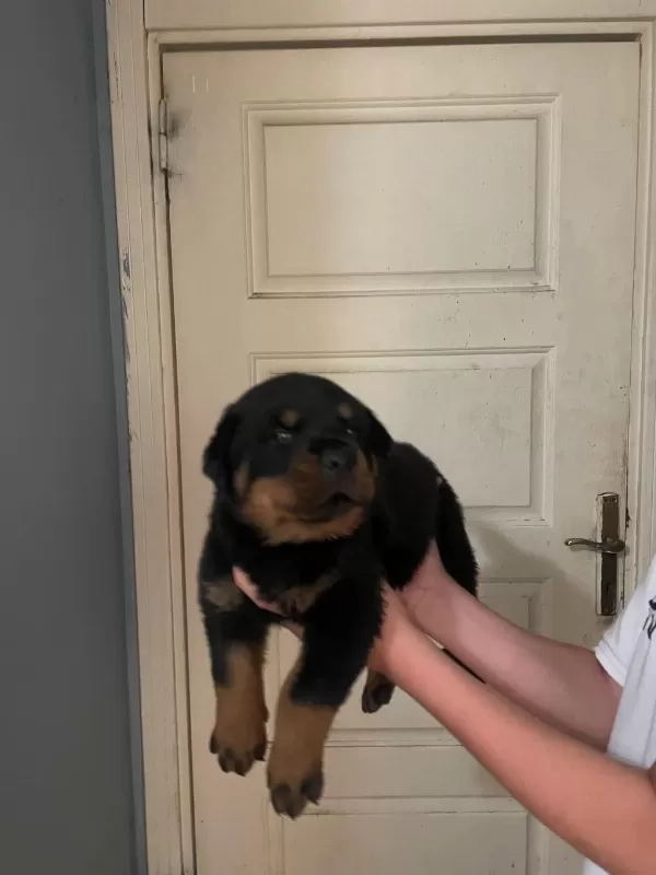 Son 2 Erkek Yavru Rottweiler İrtibata Gecebilirsiniz