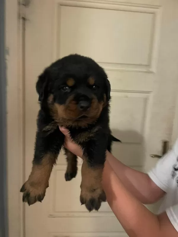 Son 2 Erkek Yavru Rottweiler İrtibata Gecebilirsiniz