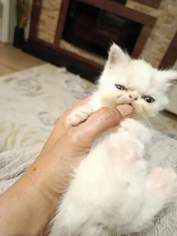 Exotic Anne Ve Oğlu Sahiplendirilecektir