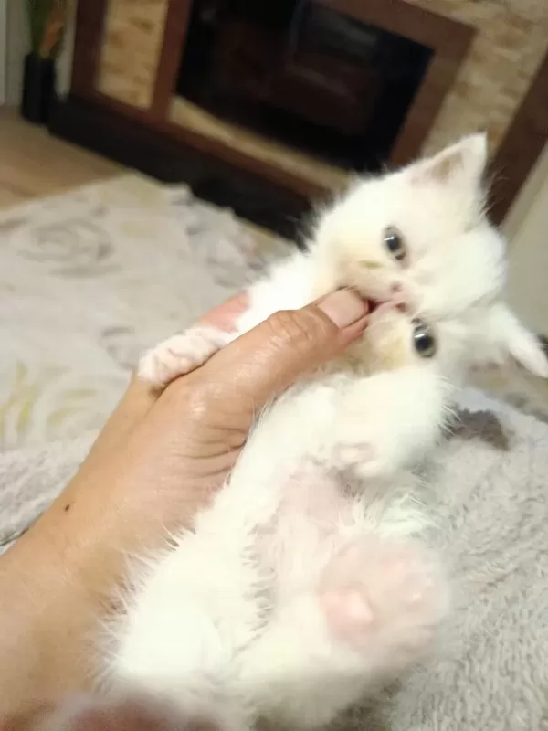 Exotic Anne Ve Oğlu Sahiplendirilecektir