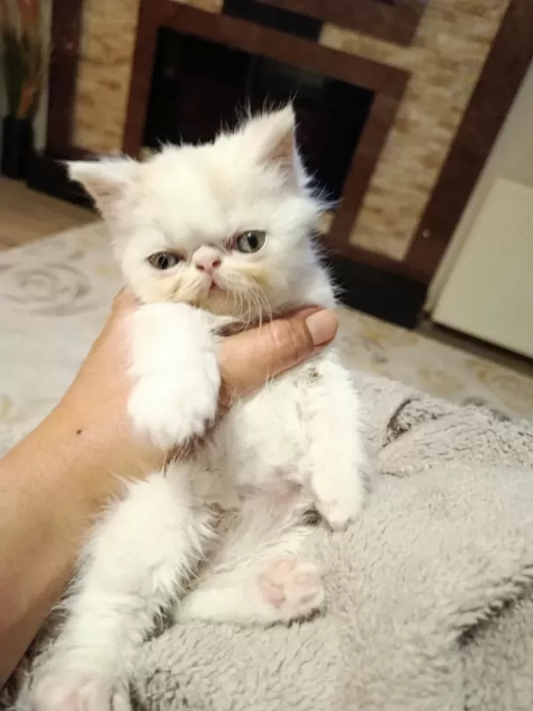 Exotic Anne Ve Oğlu Sahiplendirilecektir