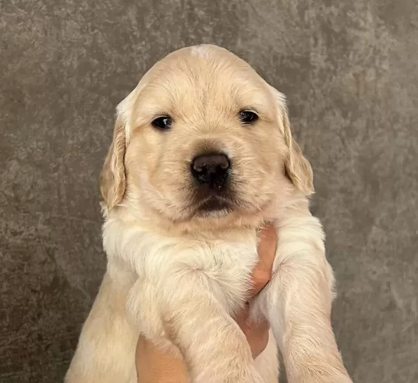 Golden Retriever Yavrulari