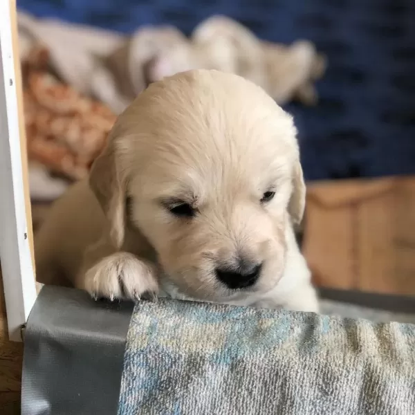 Golden Retriever Yavrulari