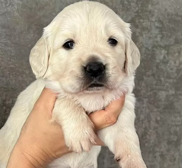 Golden Retriever Yavrulari