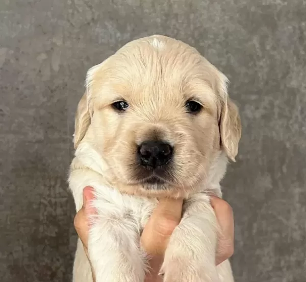 Golden Retriever Yavrulari