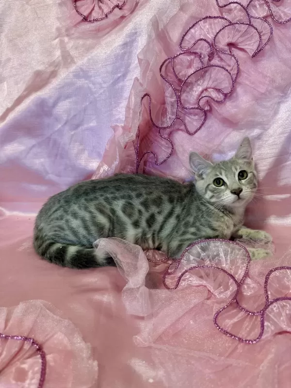 Silver Bengal Kedisi Yavrular