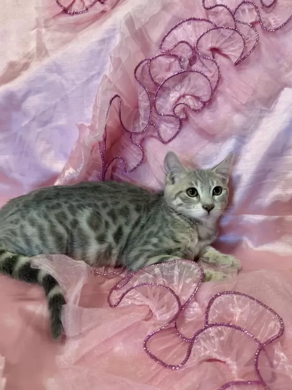 Silver Bengal Kedisi Yavrular