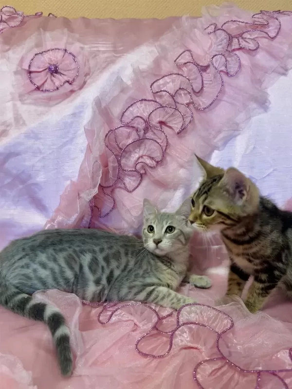 Silver Bengal Kedisi Yavrular
