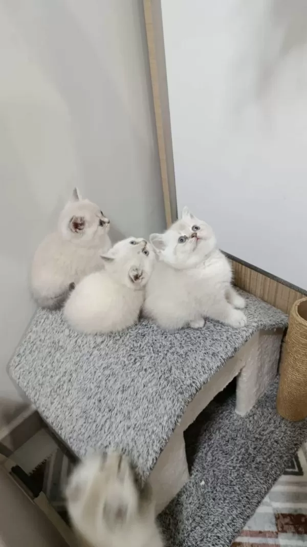 Point British Shorthair Kız Kardeşler